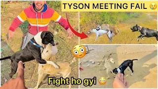 Tyson ( Pitbull ) Aggressive hogya😳 ( pitbull & street dog meeting 😑 went wrong