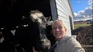 Spend a chore day on the dairy farm with me!…