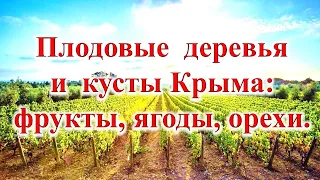 Плодовые деревья и кусты Крыма: фрукты, ягоды, орехи.
