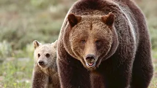 Wildlife Photography-Grizzly Bear 399 & 2016 Cub Snowy-Jackson Hole/Grand Teton Park/Yellowstone