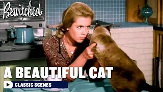 Samantha Turns A Cat Into A Beautiful Model | Bewitched