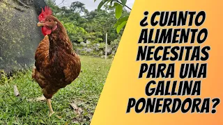 Hablemos de gallinas "Cuanto alimento comen 150 gallinas ponedoras" (Hy-Line Brown #19)