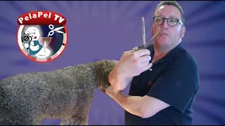 PELUQUERÍA CANINA DEL PERRO DE AGUAS ESPAÑOL (PDAE )CON MARC FOX