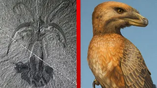 The Most Important Discoveries in Paleontology - Part 2