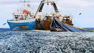 KAPAL PENANGKAP IKAN TERBESAR - SEKALI TANGKAP JUTAAN IKAN DIDAPAT - CARA KAPAL PENANGKAP IKAN BESAR