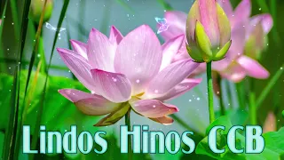 LINDOS HINOS CCB CANTADOS🌷193, 01, 118, 129, 185, 191, 220, 256, 323, 329, 349, 379, 399, 78