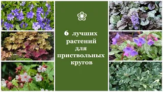 ❀ 6 лучших растений для приствольных кругов
