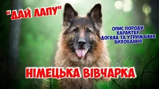 Німецька вівчарка, опис породи, характер, догляд та утримання