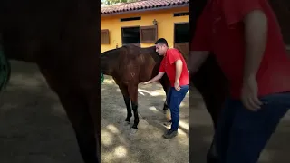 acupuntura em cavalos, o antes e depois da sessão de acupuntura 🙏