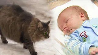 Cat Found Abandoned Baby Into Garbage,  Then She Kept It Warm With Her Fur