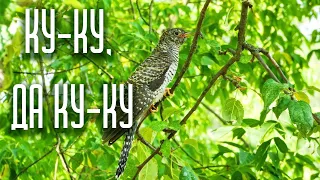 КУКУШКА (Ку-ку, да ку-ку) / Разбор на гармони