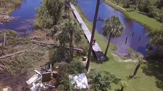 2018-08-04- Two tall pine trees being cut down - Drone footage