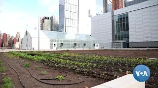 Above New York, a Giant Green Roof Tries to Reduce Carbon Footprint