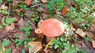 Белых грибов много сгоняли с Галькой в лес на пару часов