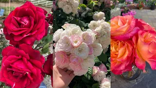 Roses from my garden/Growing Season Highlights! 🌹