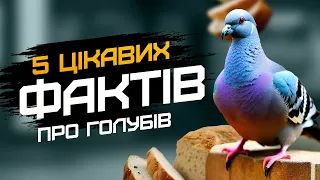 ГОЛУБИ: Розумні птахи, які правлять МІСЬКИМ НЕБОМ | ЦІКАВІ ФАКТИ про ГОЛУБІВ українською