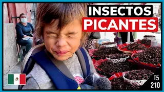 210.  Niño EXTRANJERO 🦗prueba chapulines picantes 🌶️ en Oaxaca - Viaje a MÉXICO 🇲🇽