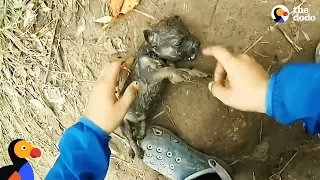 Man Gives Drowning Puppy CPR | The Dodo