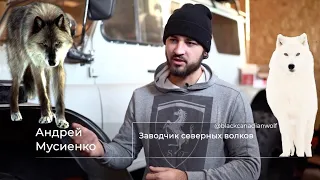 Канадский волк с северным характером не промахнулся. Покоритель сердец миллионов жителей планеты.