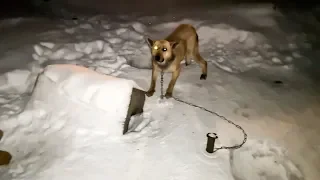 Жалко собаку До слез Забрали у прежнего хозяина Вы поймете почему the owner mocked the dog