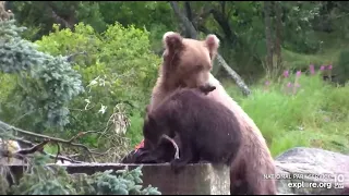 910's Cub Smacks a Larger Bear as 910 Shows Up with a Fish - July 18, 2022 (explore.org)