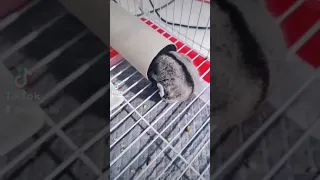 Sugar Glider Sleeping