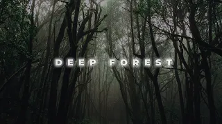 Deep forest. Ambient, mysterious, horror no copyright background Music. Free music dome.