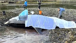 Race to reunite orphaned orca calf with pod on Vancouver Island