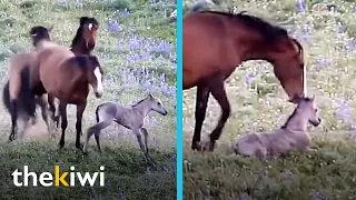 This foal was attacked by his own herd, but his mother wouldn’t allow it