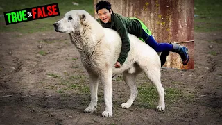 Alabai is Bigger than Kangal - TRUE or FALSE