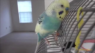 Mango the non stop talking budgie