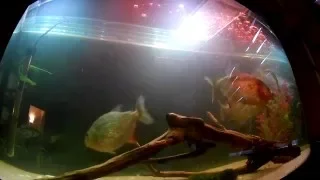 piranhas eating frog original 1080p 60fps