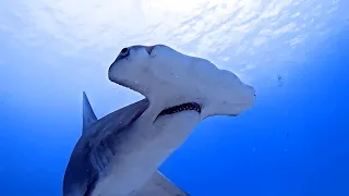 Great Hammerheads (Bahamas)