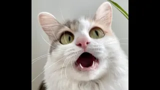 Funny and Cute Cat videos to Cheer Up your Day 2021!😹| International Cat