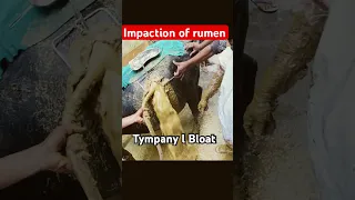 Tympany l bloat l Impaction of rumen l dr Umar Khan