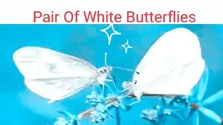 Pair Of White butterflies Meaning In Hindi | #brownbutterfly  #whitebutterfly  @BeHappyAndPositive04