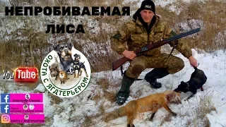 Охота с ягдтерьером, непробиваемая лиса , выгон с норы. Fox Hunt with Jagdterrier