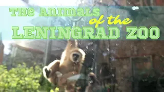 The Animals of the Leningrad Zoo, Russia's Northernmost Zoo | Ленинградский Зоопарк