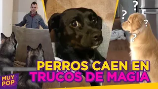 Estos perritos se creyeron un truco de magia: su cara de sorpresa es lo mejor