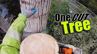 CONQUERING an old, DANGEROUS Cottonwood in Lake Forest Park with ONE CUT