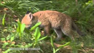 Luchs und Fuchskind im Schwarzwald