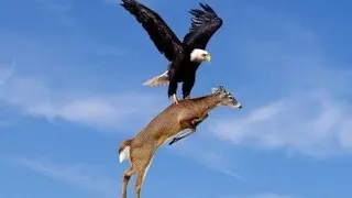 Most Deadly #Eagles attacks | #Eagles best attacks 2020