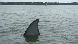 Giant Shark