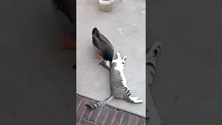 cat vs duck 🦆#shorts #cat #duck #wildlife #wildanimals #funnyvideo