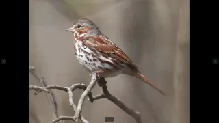 Fox Sparrow Identification Example