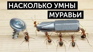 Ум муравьев. Насколько умны муравьи?