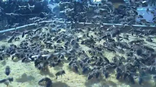 Waltz of bees in slow motion! Valsul albinelor!