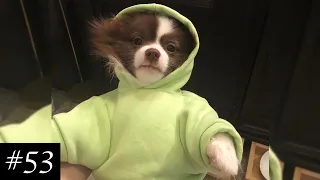 The BEST Pom Compilation 🐶 | Funny Pomeranian Videos