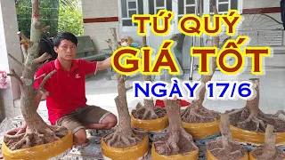 ANH TÚ 📲 O392O51739 GIÁ RẺ - MAI TỨ QUÝ ĐẾ ĐẸP GIAO LƯU NGÀY 17/6 "MAI VÀNG NAM BỘ"