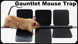 Can Mice Beat The Spinning Gauntlet Mouse Trap? Amazing New Design. Mousetrap Monday